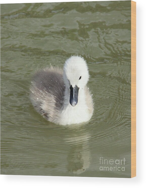 Cygnet Wood Print featuring the photograph Young elegance by Linsey Williams