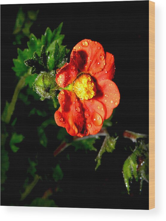 Flower Photography Wood Print featuring the photograph After The Rain by Kim Galluzzo Wozniak