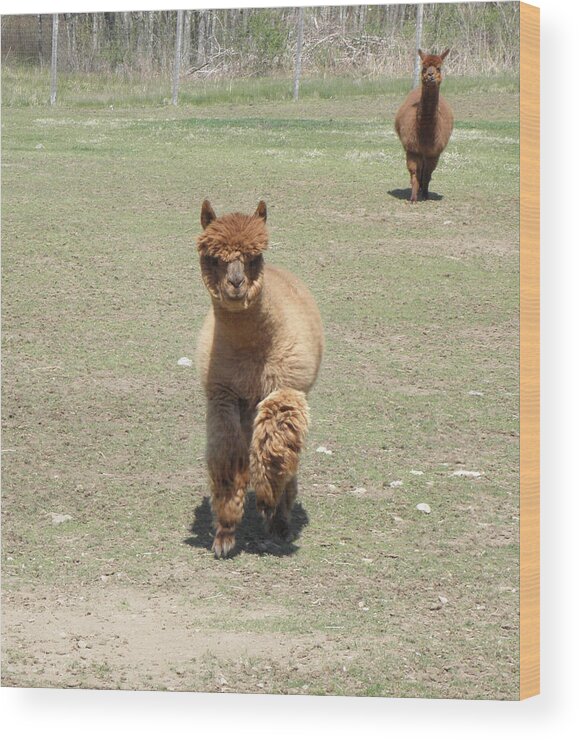 Alpaca Wood Print featuring the photograph Here we come #1 by Kim Galluzzo