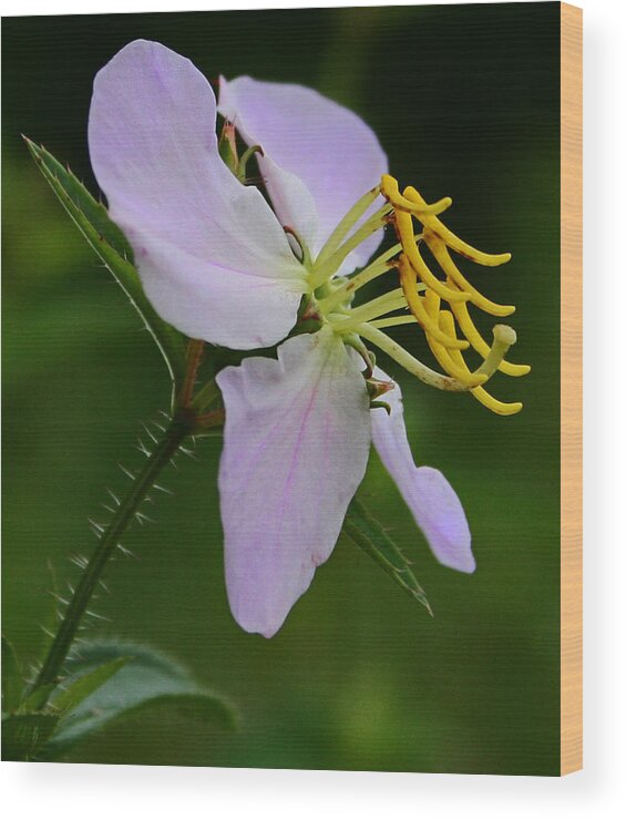 Flower Wood Print featuring the photograph Wild Orchid #1 by Karen Harrison Brown