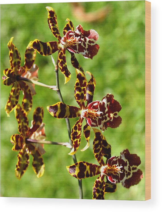 Ribet Wood Print featuring the photograph Exotic Orchids of C Ribet #11 by C Ribet