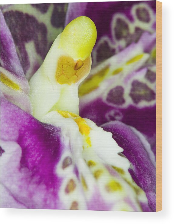 Orchid Wood Print featuring the photograph Exotic Orchid Flower #17 by C Ribet