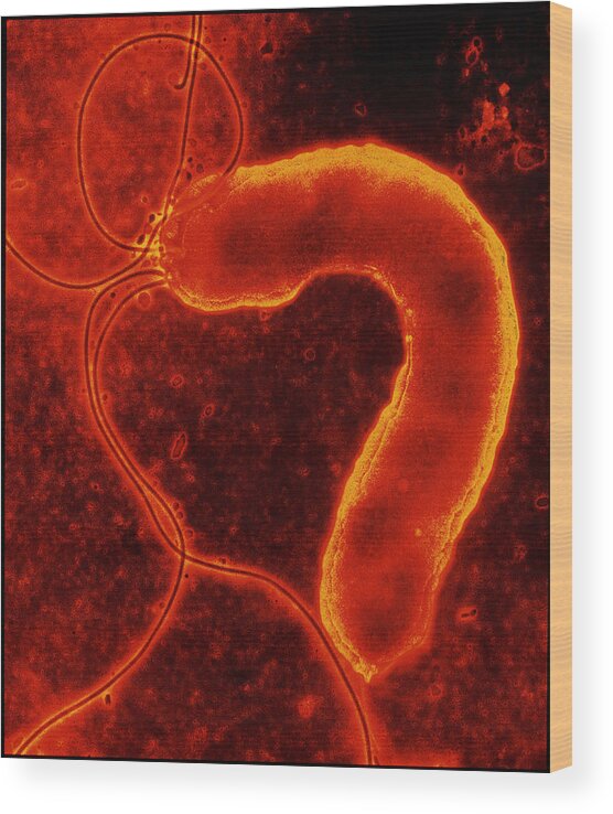 Helicobacter Pylori Wood Print featuring the photograph Helicobacter Pylori Bacterium #2 by Nibsc
