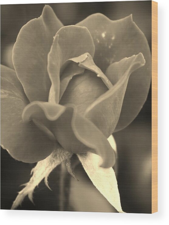 Flora Wood Print featuring the photograph Rose in Sepia #2 by Bruce Bley