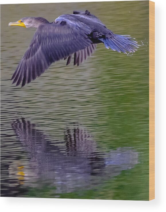  Wood Print featuring the photograph Cormorant #3 by Brian Stevens