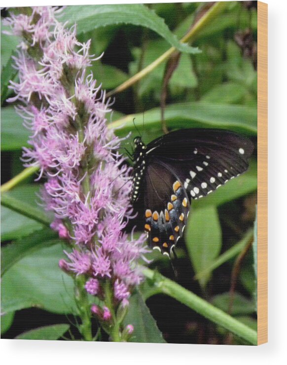 Butterfly Wood Print featuring the photograph Climbing Up by Kim Galluzzo