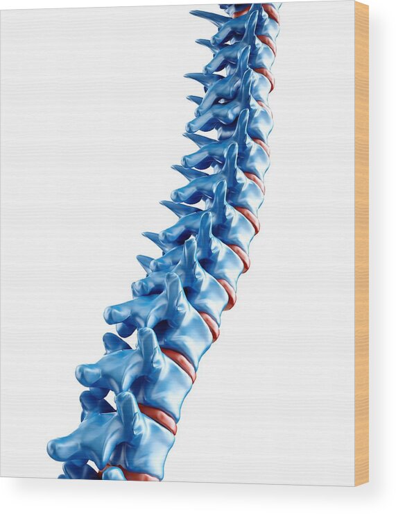 Vertical Wood Print featuring the digital art Human Spine, Artwork by Andrzej Wojcicki