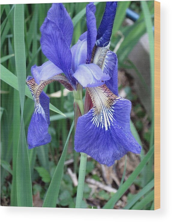 Flower Wood Print featuring the photograph Iris by Kathy Sheeran