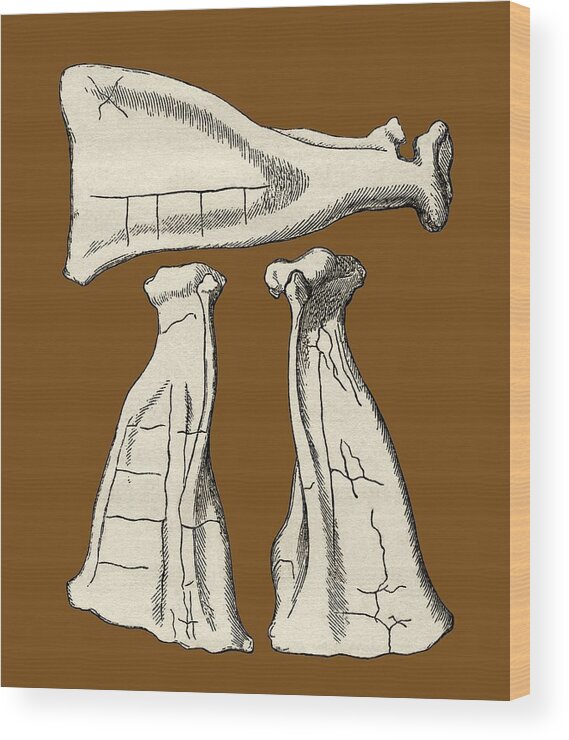 Scapula Wood Print featuring the photograph Kalmyk Bone Divination Scapulas, Artwork by Sheila Terry