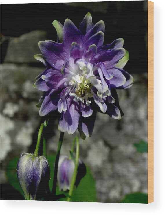 Purple Columbine Wood Print featuring the photograph Purple Columbine by Kim Galluzzo