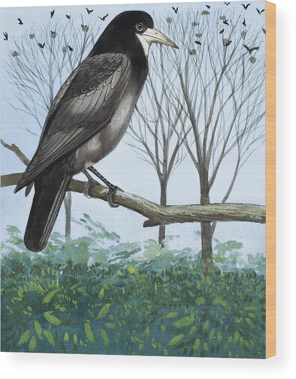 Rook; Rooks; Rookery; Nest; Tree; Flock; Ornithology Wood Print featuring the painting Rook by English School