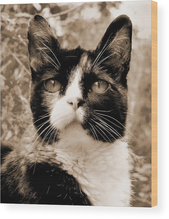 Cat Wood Print featuring the photograph Souls Great and Small 2 by Rory Siegel