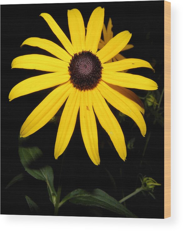 Flower Wood Print featuring the photograph Suzy at night by Kim Galluzzo