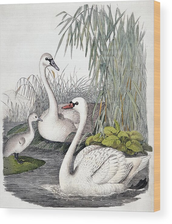 1850 Wood Print featuring the photograph SWANS, c1850 by Granger