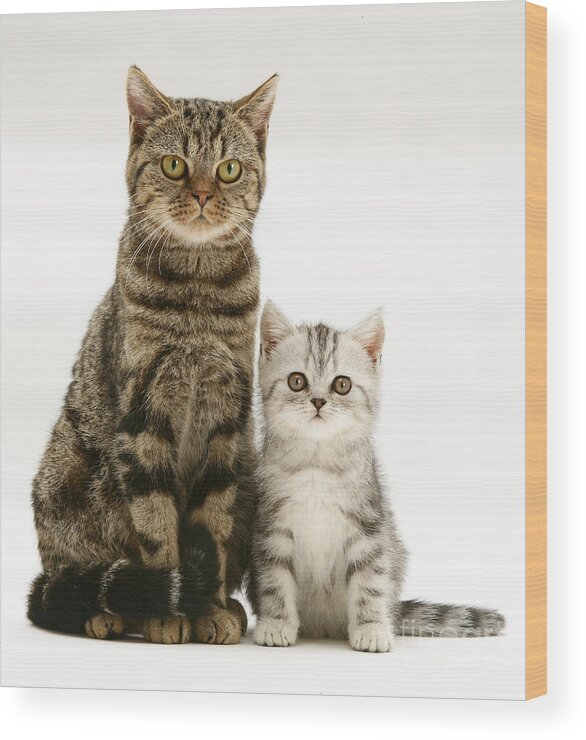 White Background Wood Print featuring the photograph Tabby Cat And Kitten by Jane Burton