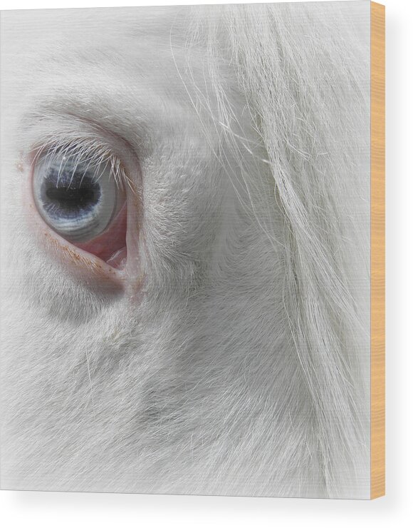 Horse Wood Print featuring the photograph The eye of a Gypsy by Kim Galluzzo