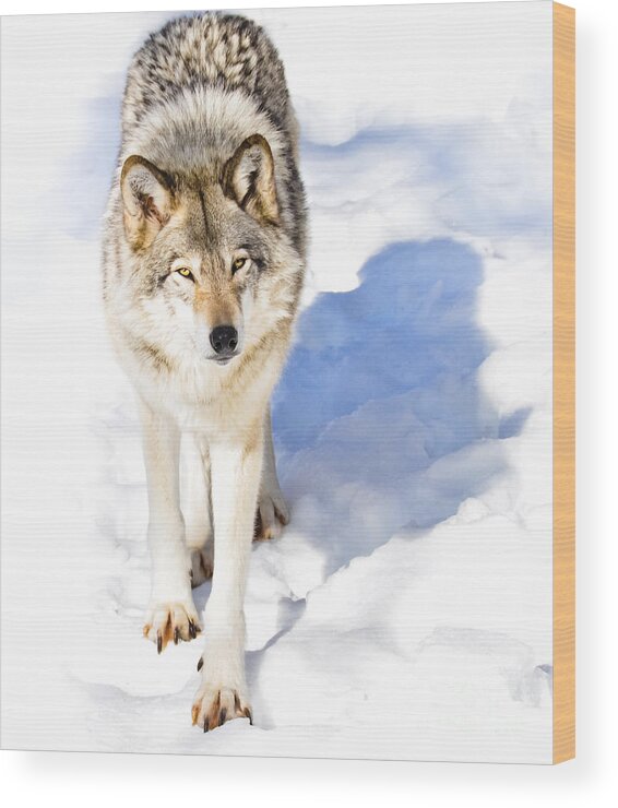 Timber Wolf Wood Print featuring the photograph TimberWolf by Cheryl Baxter