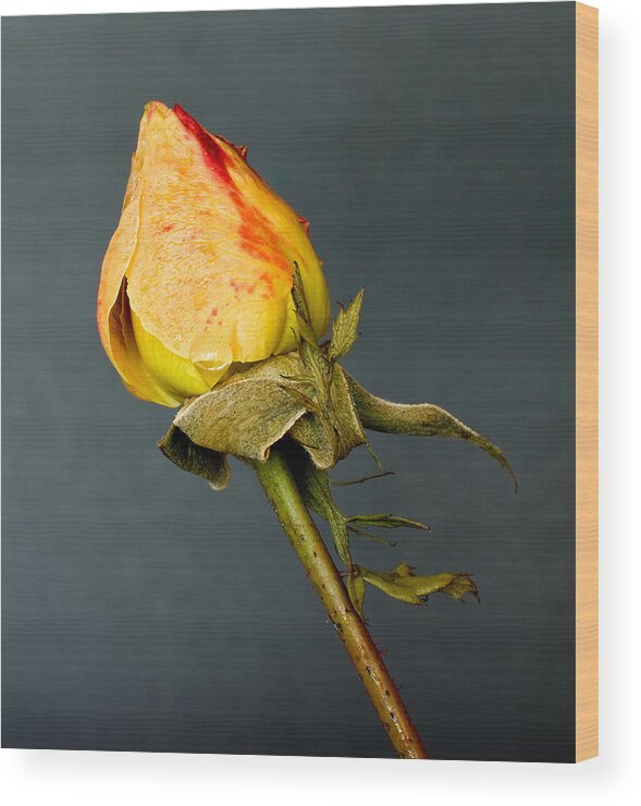 Flower Wood Print featuring the photograph Winter rose by Mike Santis