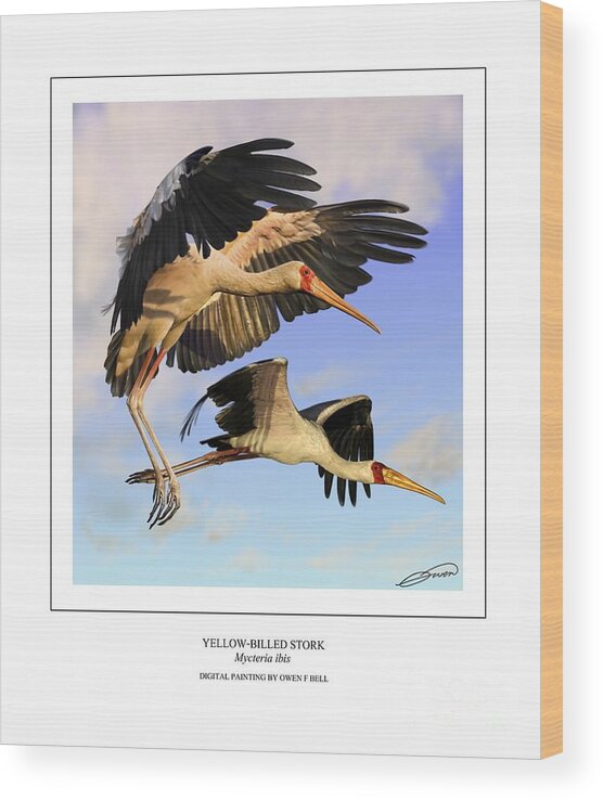 Yellow Billed Ibis Wood Print featuring the digital art Yellow-billed Ibis in flight by Owen Bell