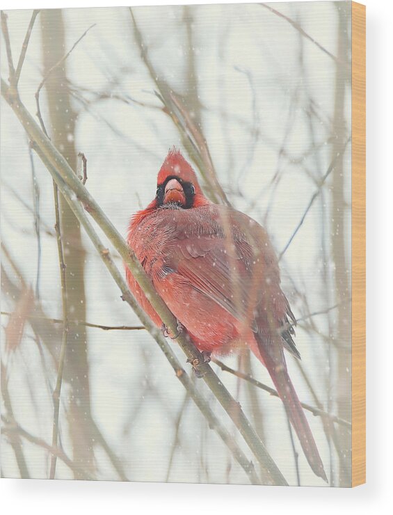 Wild Life Wood Print featuring the photograph Northern Male Cardinal by Kay Jantzi