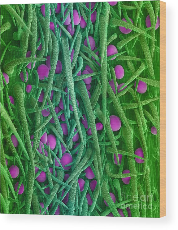 Biological Wood Print featuring the photograph Stem of Marijuana Plant, SEM #1 by Ted Kinsman