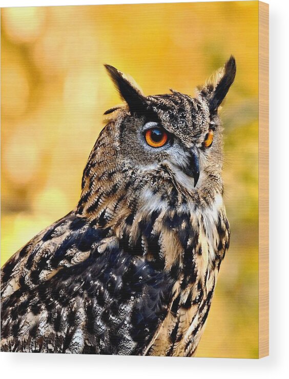 Owl Wood Print featuring the photograph Eurasian Eagle Owl #2 by Amy McDaniel