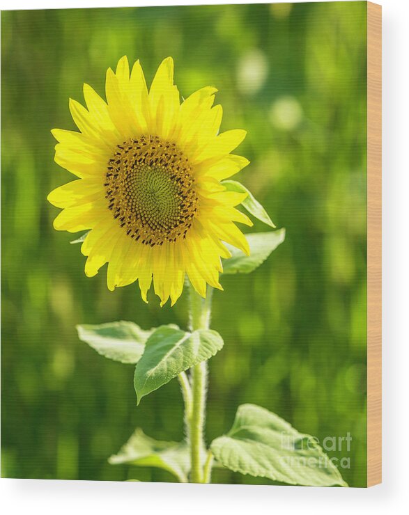 Sunflower Wood Print featuring the photograph Sunflower #2 by Cathy Donohoue