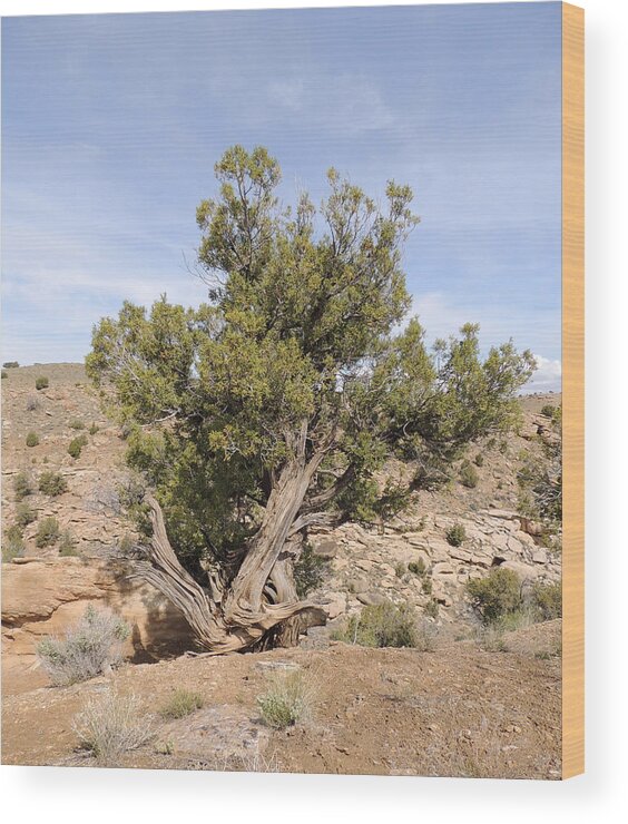 Utah Wood Print featuring the photograph A Tree in the Desert by Andrew Chambers