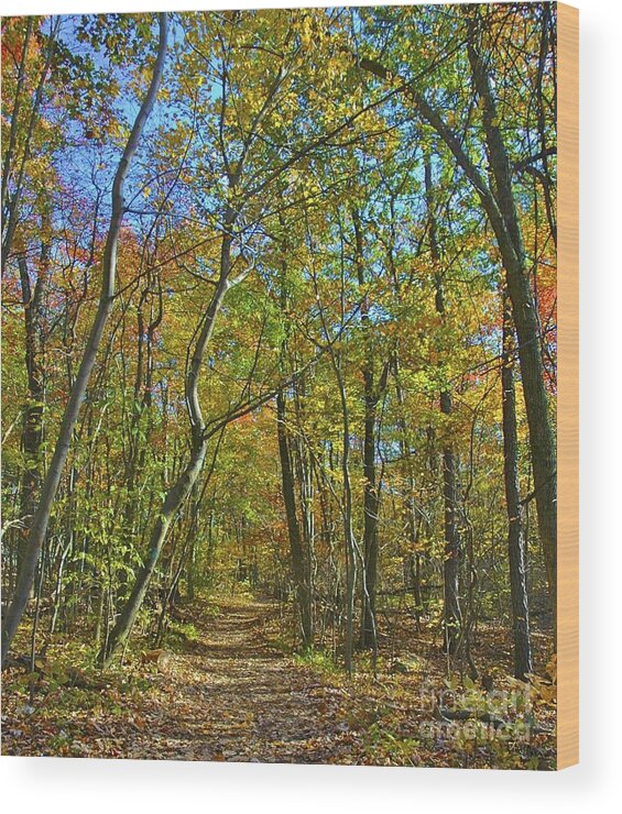 Fall Wood Print featuring the photograph A Walk in the Woods by Tracy Rice Frame Of Mind