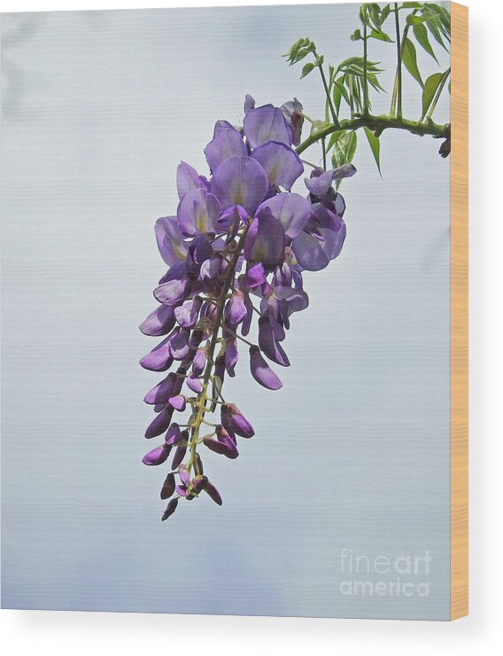 Vine Wood Print featuring the photograph A Wisp of Wisteria by Jan Gelders