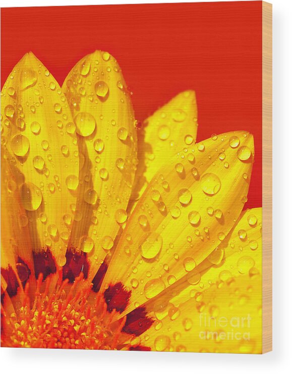 Abstract Wood Print featuring the photograph Abstract flower petals by Anna Om