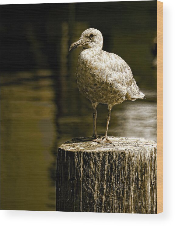 Wildlife Wood Print featuring the photograph Alone by Wayne Enslow