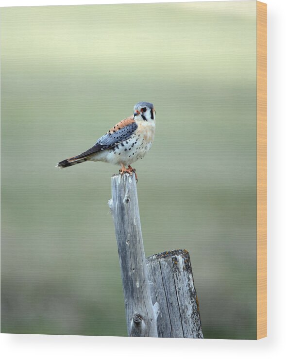 Sparrow Hawk Wood Print featuring the photograph American Kestrel by Whispering Peaks Photography