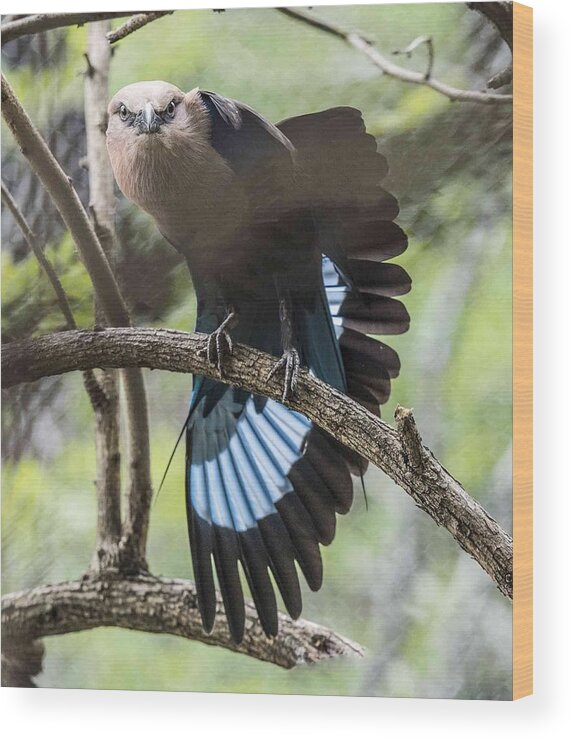 Fauna Wood Print featuring the photograph Blue Bellied Roller Stretching His Flight Feathers by William Bitman