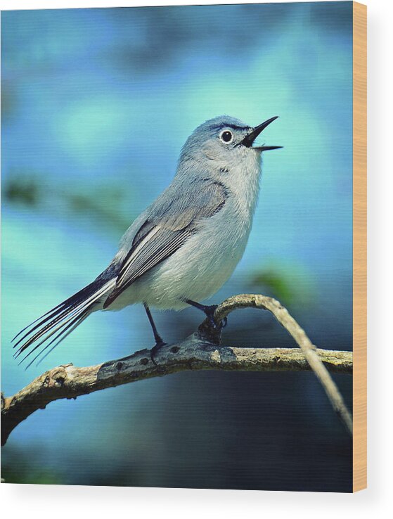 Bird Wood Print featuring the photograph Blue-gray Gnatcatcher by Rodney Campbell
