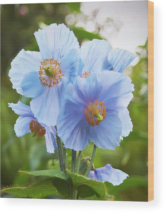 Garden Wood Print featuring the photograph Blue poppy by Garden Gate