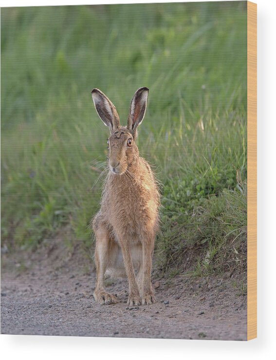 Brown Wood Print featuring the photograph Brown Hare Sat On Track At Dawn by Pete Walkden