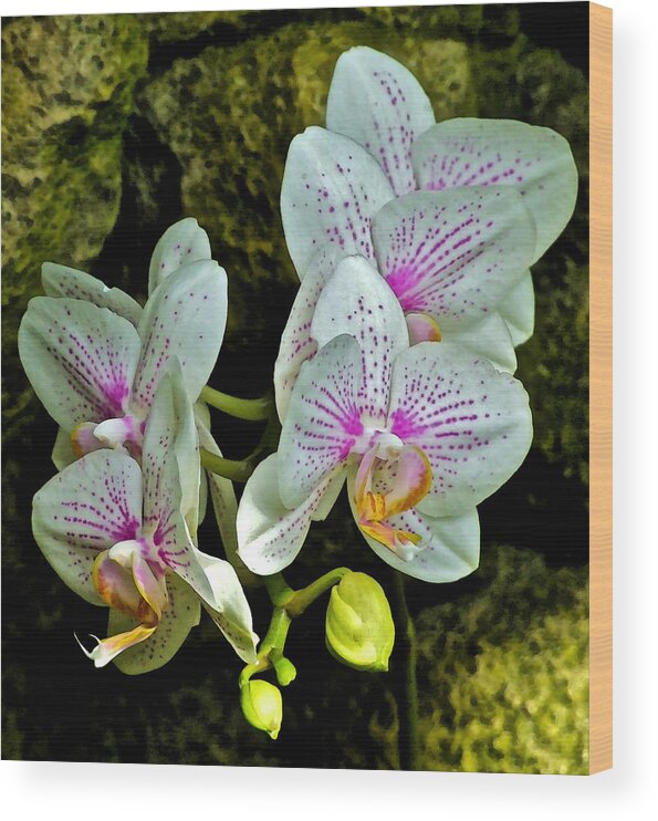 Orchids Wood Print featuring the photograph Butterfly Orchids by Janis Senungetuk