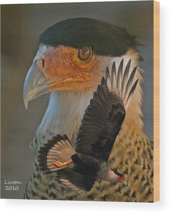 Caracara Wood Print featuring the photograph Caracara Montage by Larry Linton
