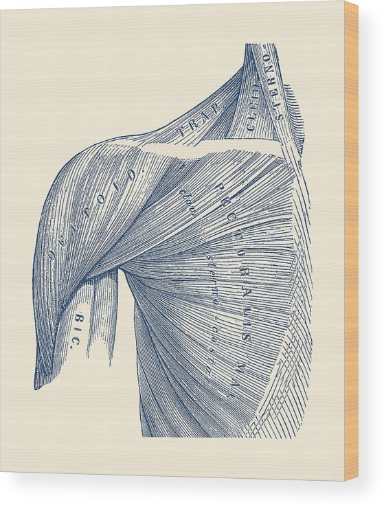 Shoulder Anatomy Wood Print featuring the drawing Chest and Shoulder Muscular System - Vintage Anatomy by Vintage Anatomy Prints