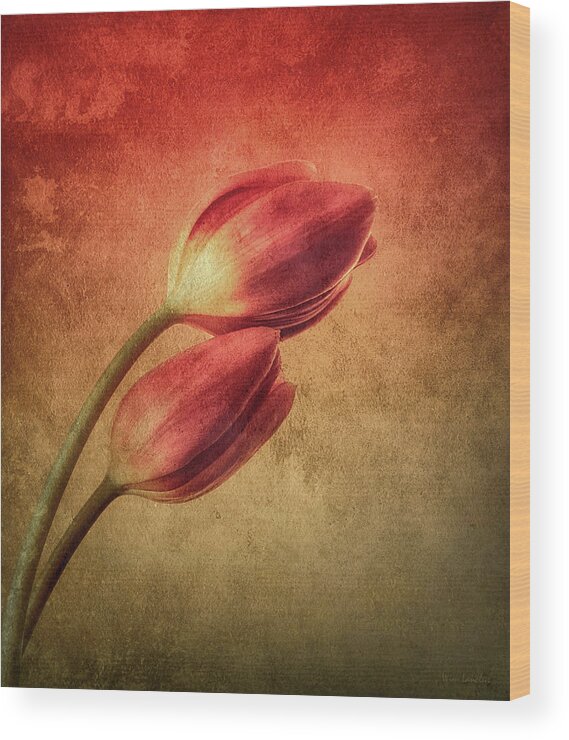 Tulips Wood Print featuring the photograph Colorful Tulips Textured by Wim Lanclus