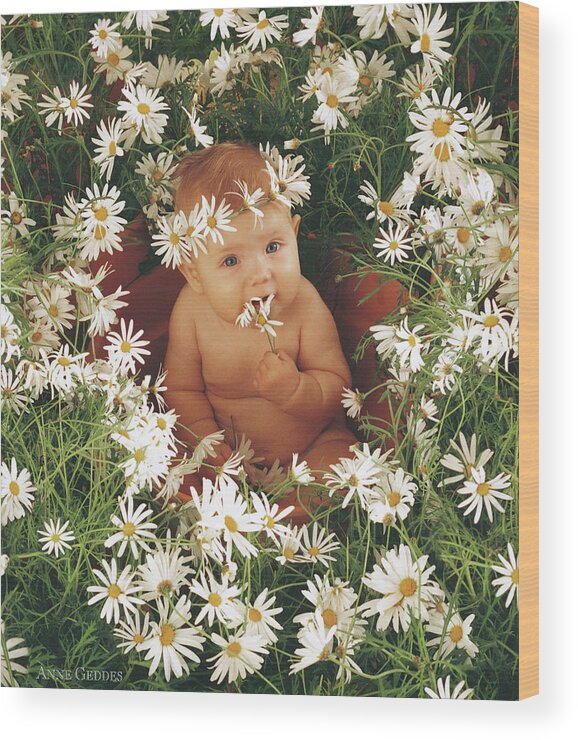 Daisies Wood Print featuring the photograph Daisies by Anne Geddes