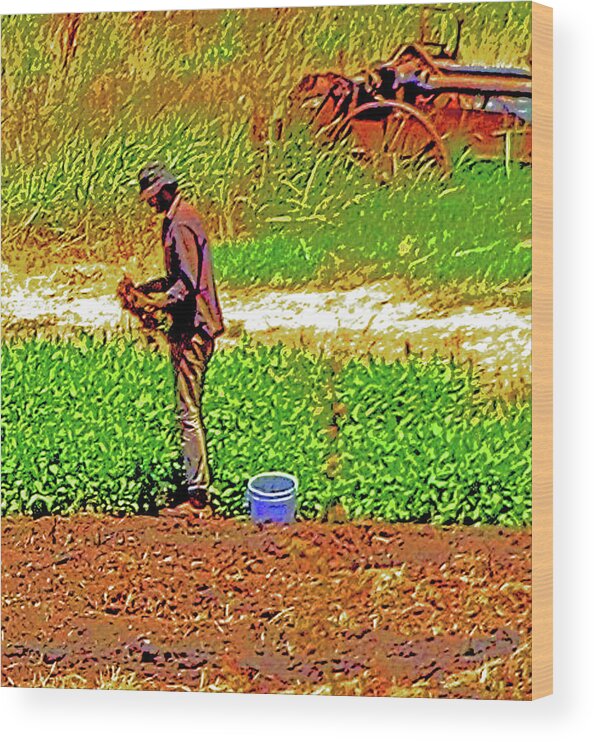Organic Farming Wood Print featuring the photograph Delta Organic Farmer by Joseph Coulombe