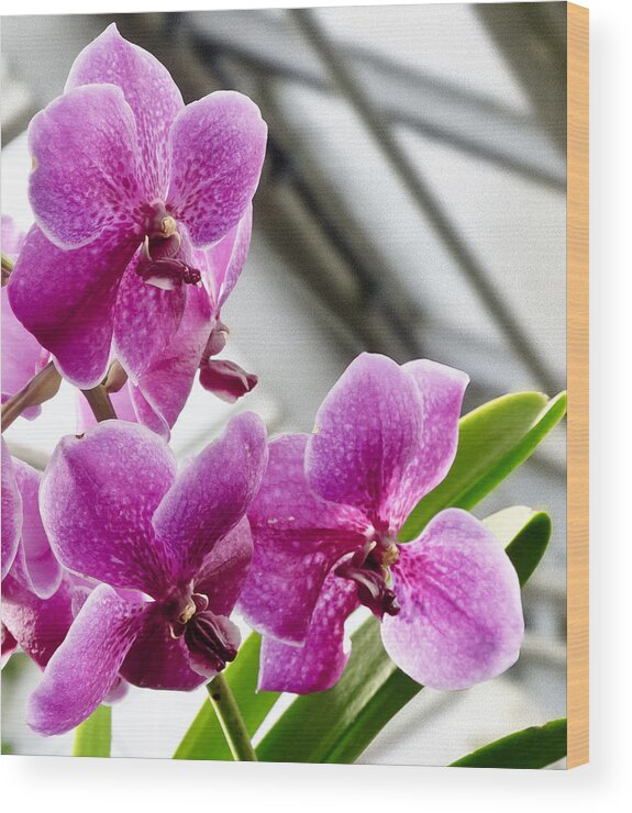 Magenta Spotty Orchids Wood Print featuring the photograph Eager by Elena Perelman