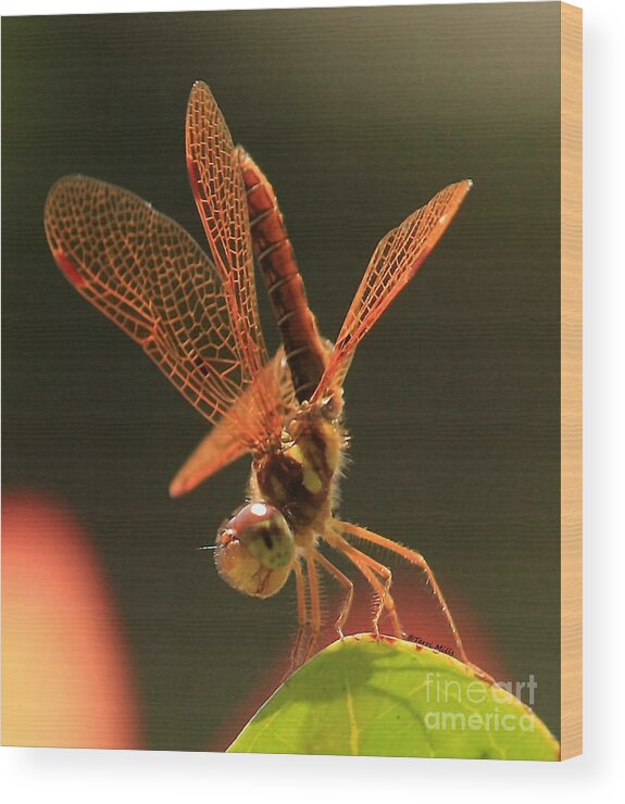 Dragonfly Wood Print featuring the photograph Eastern Amberwing Dragonfly by Terri Mills