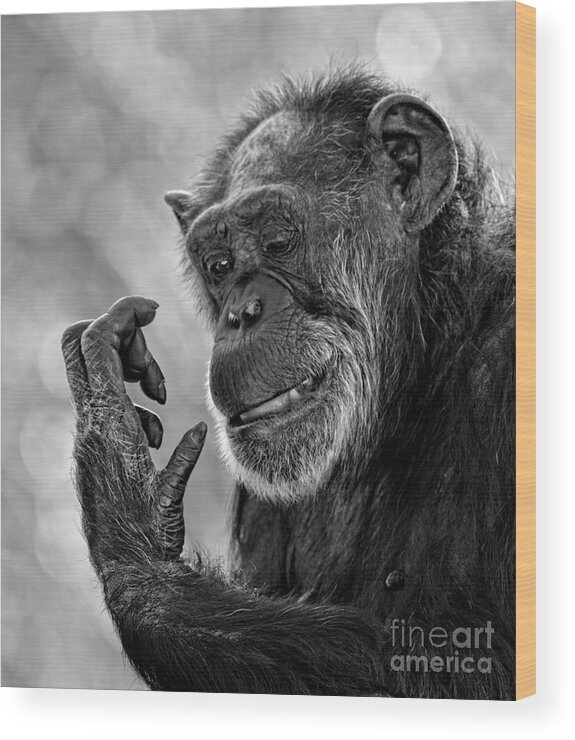 Elderly Chimp Wood Print featuring the photograph Elderly Chimp Studying Her Hand by Jim Fitzpatrick