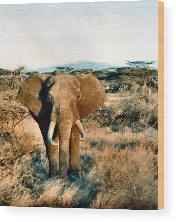 Elephant Wood Print featuring the photograph Elephant Eyes by Lin Grosvenor