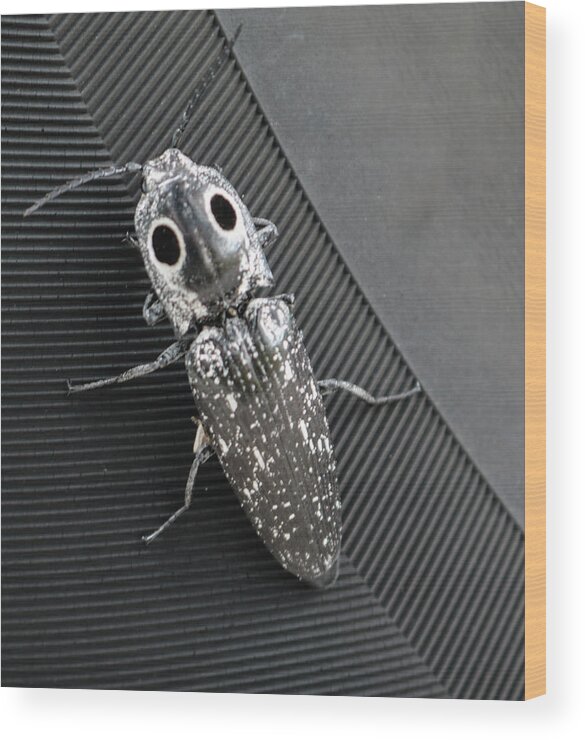 Photo For Sale Wood Print featuring the photograph Eyed Click Beetle by Robert Wilder Jr