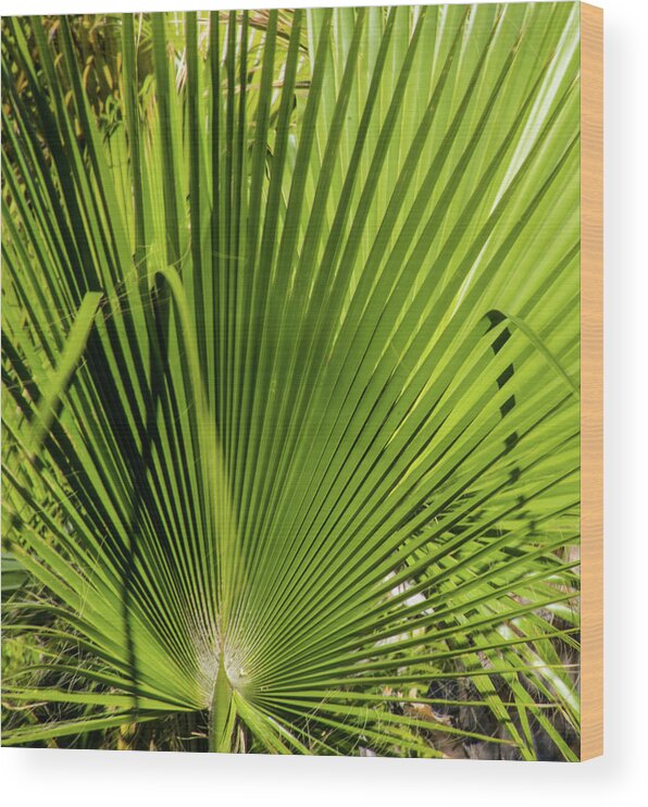 Cabo San Lucas Mx Wood Print featuring the photograph Fan Palm View 2 by James Gay