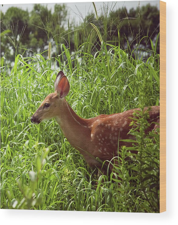 Landscape Wood Print featuring the photograph Fawn in the Meadow by Virginia Folkman